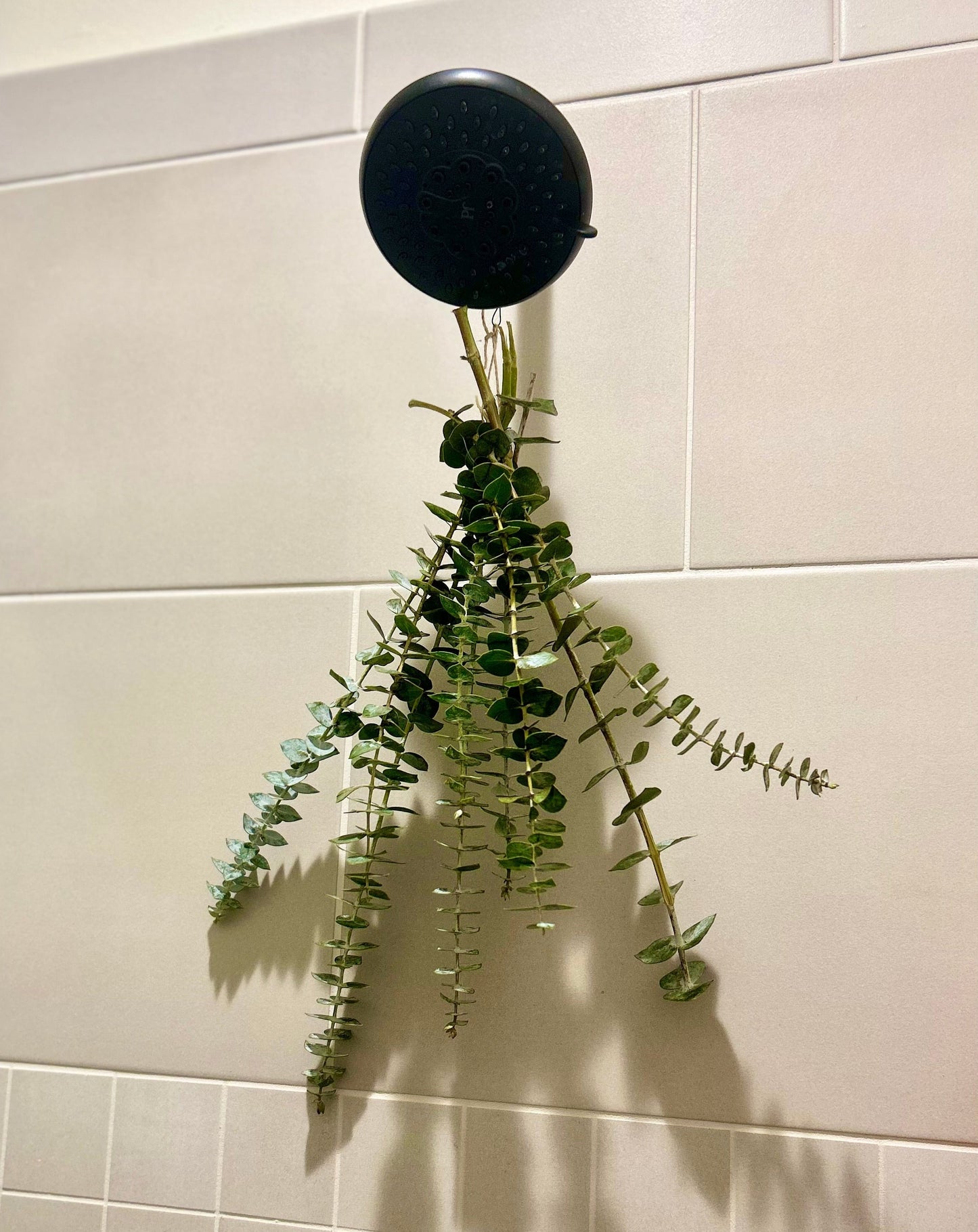 Eucalyptus Shower Steamer
